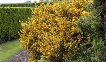 Zum Vergrößern klicken Bildvorschau