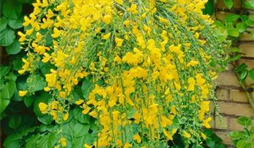 Zum Vergrößern klicken Bildvorschau