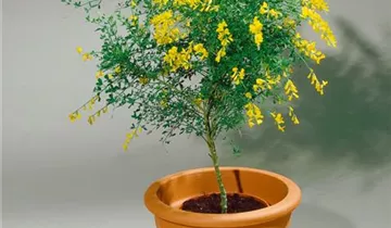 Zum Vergrößern klicken Bildvorschau