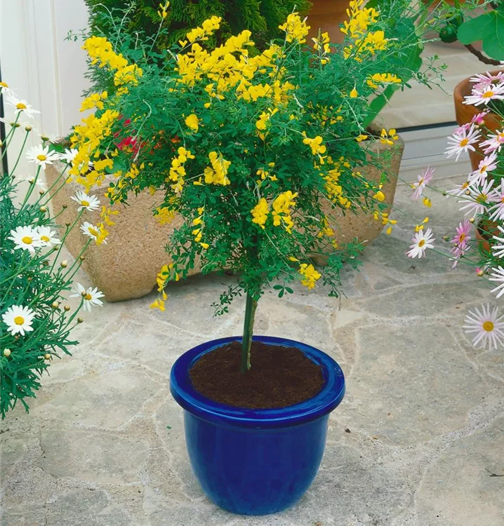 Edelginster Edelginster