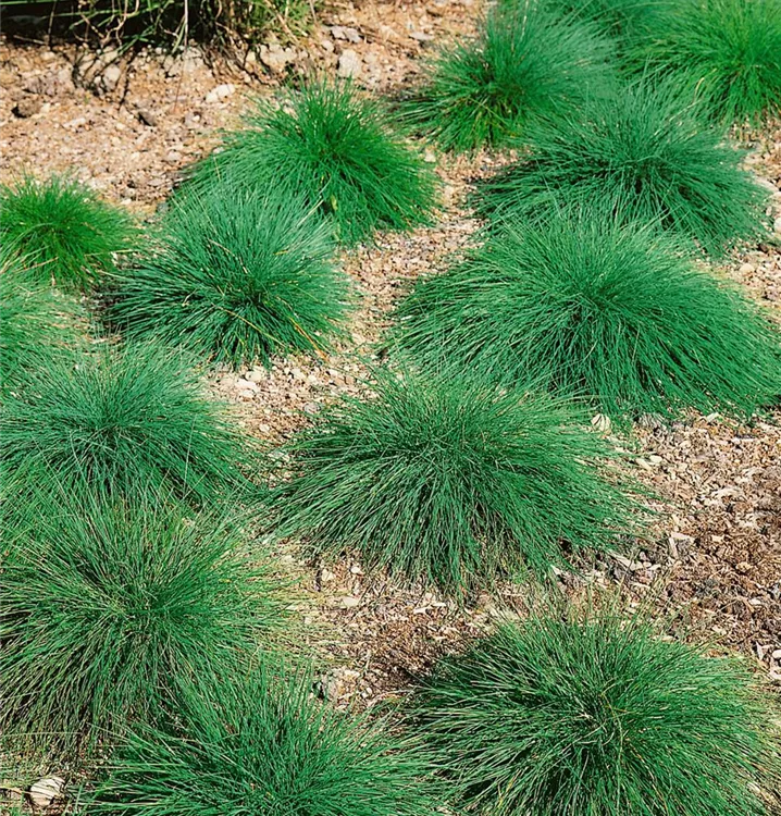 Echter Schaf-Schwingel