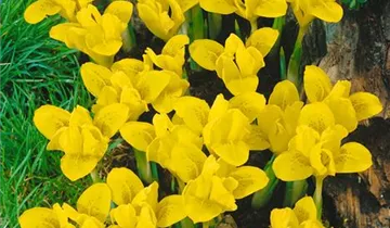 Zum Vergrößern klicken Bildvorschau