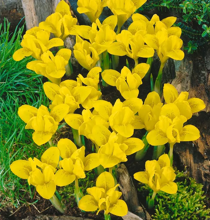 Taurus-Zwiebel-Schwertlilie Taurus-Zwiebel-Schwertlilie