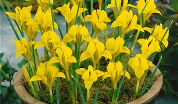 Zum Vergrößern klicken Bildvorschau