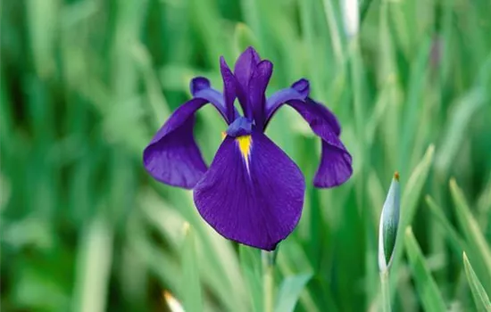 Sumpf-Schwertlilie 'Variegata' Sumpf-Schwertlilie 'Variegata'