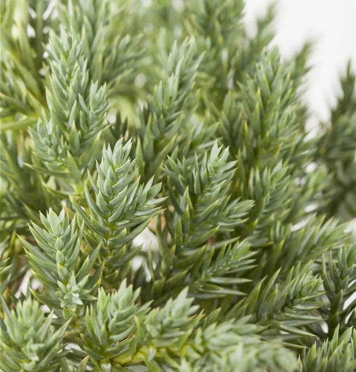 Blauer Zwerg-Wacholder 'Blue Star'