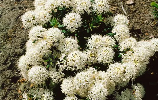 Grönländischer Porst