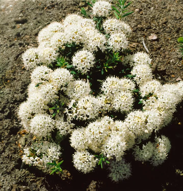 Grönländischer Porst 'Compactum'