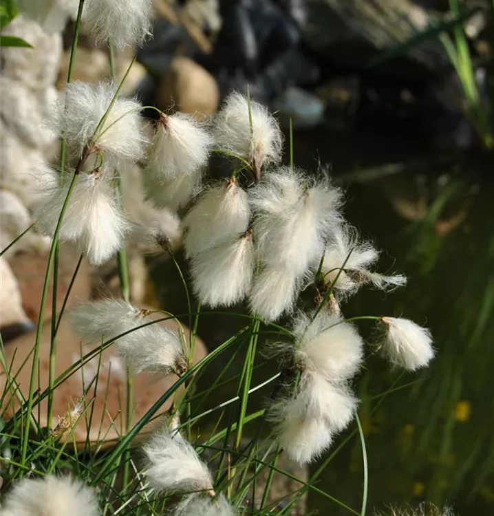 Schmalblättriges Wollgras