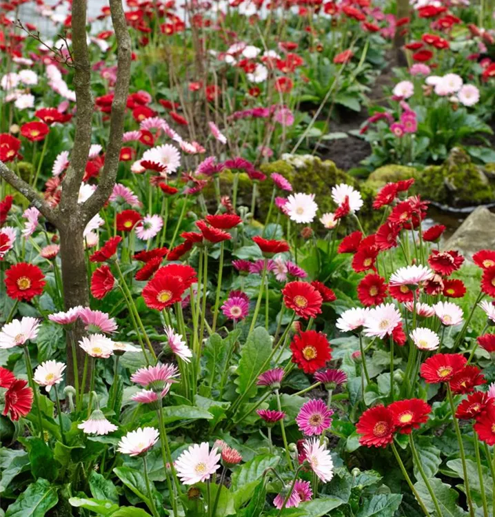 Winterharte Gerbera Garvinea®
