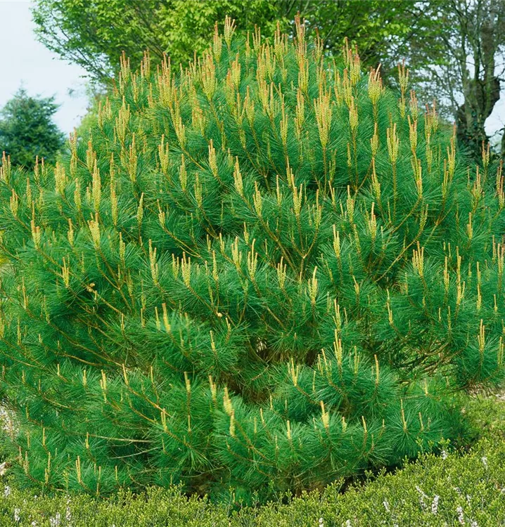 Japanische Rotkiefer 'Umbraculifera'